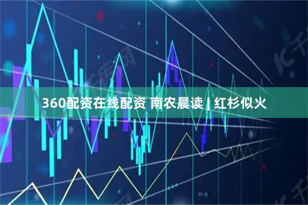 360配资在线配资 南农晨读 | 红杉似火